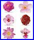 6pcs-set-Niue-2020-World-Famous-Flower-orchid-Hibiscus-Rose-Peony-silver-coins-01-aqa