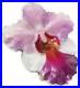 Orchid-World-Enchanting-Flower-2020-2-1-Oz-Fine-Silver-Coin-Niue-01-lub